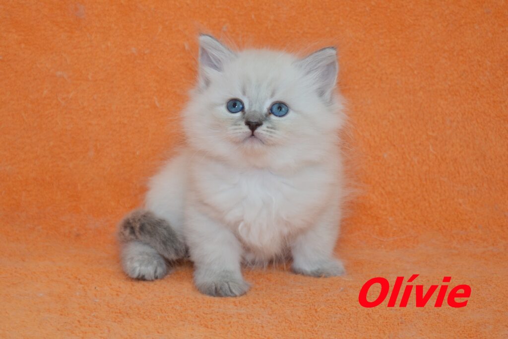 Olívie