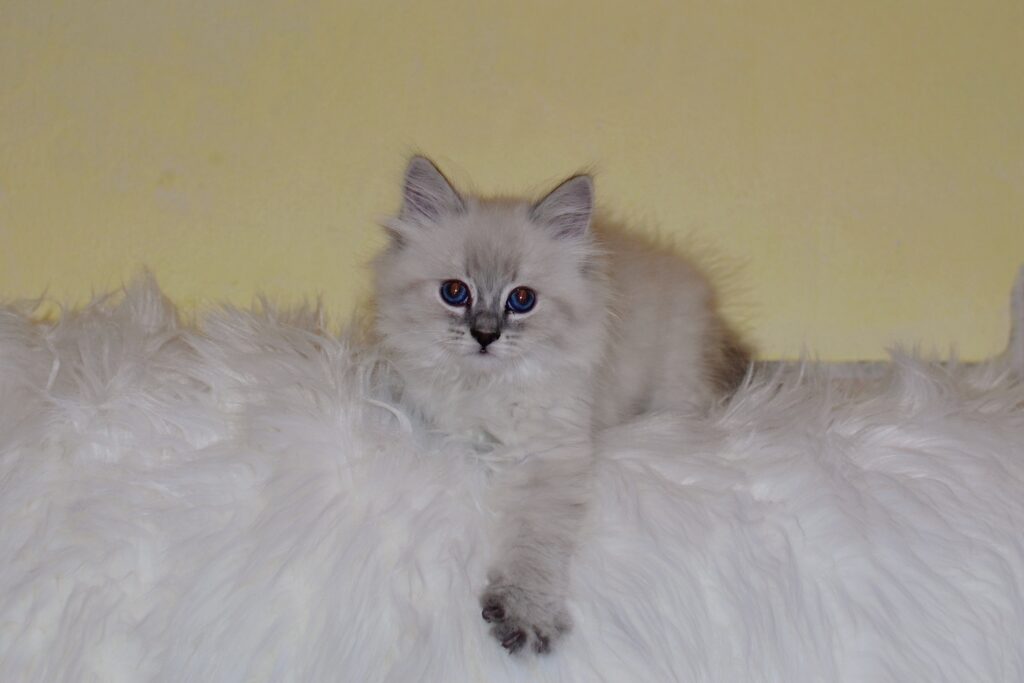 Heidi