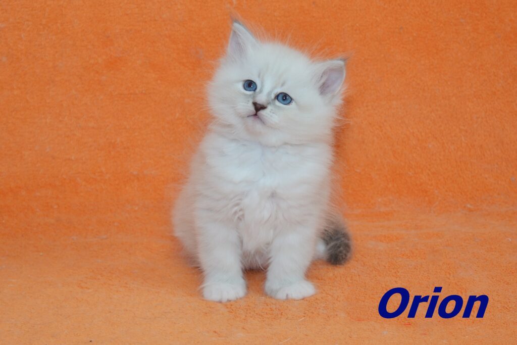 Orion