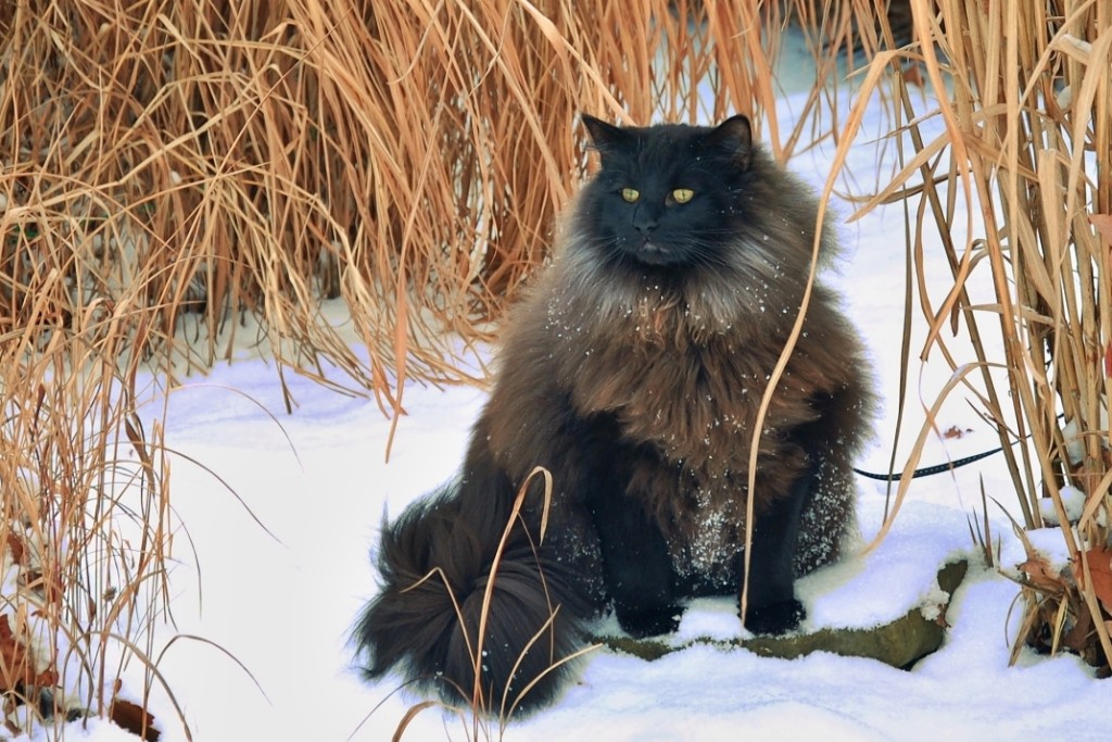 IP Bert Hanako*CZ bert zima