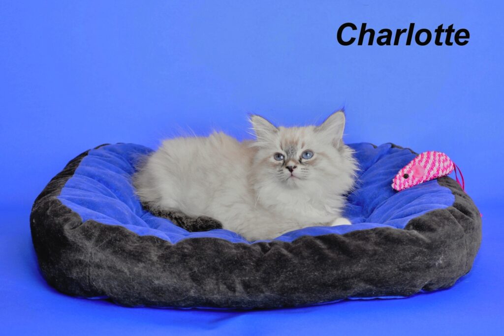 Charlotte