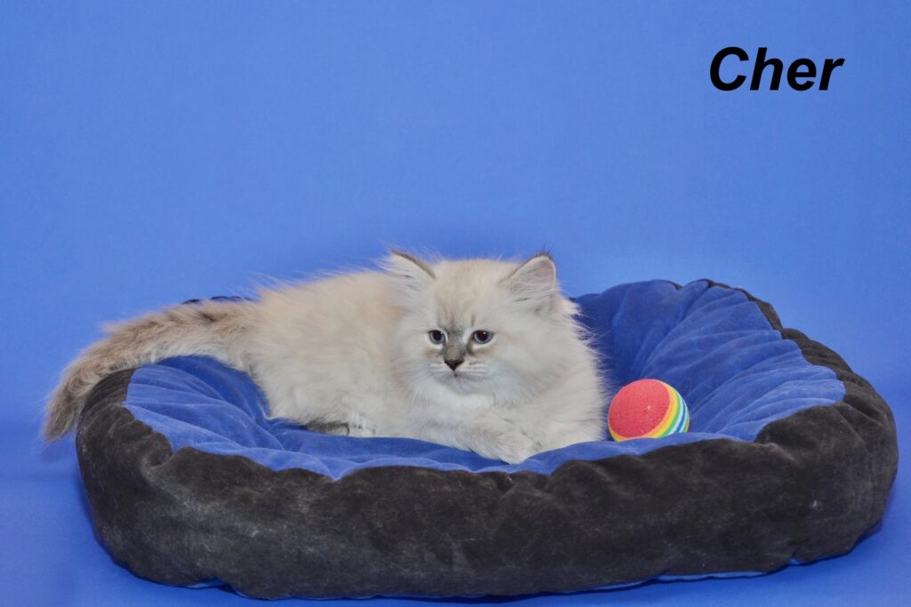 Cher