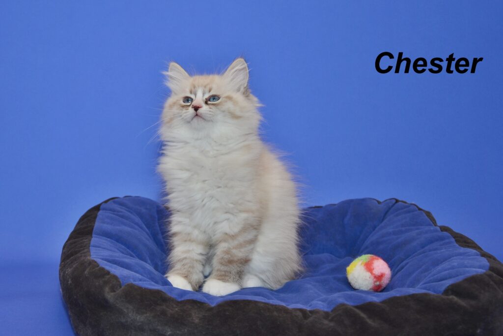 Chester