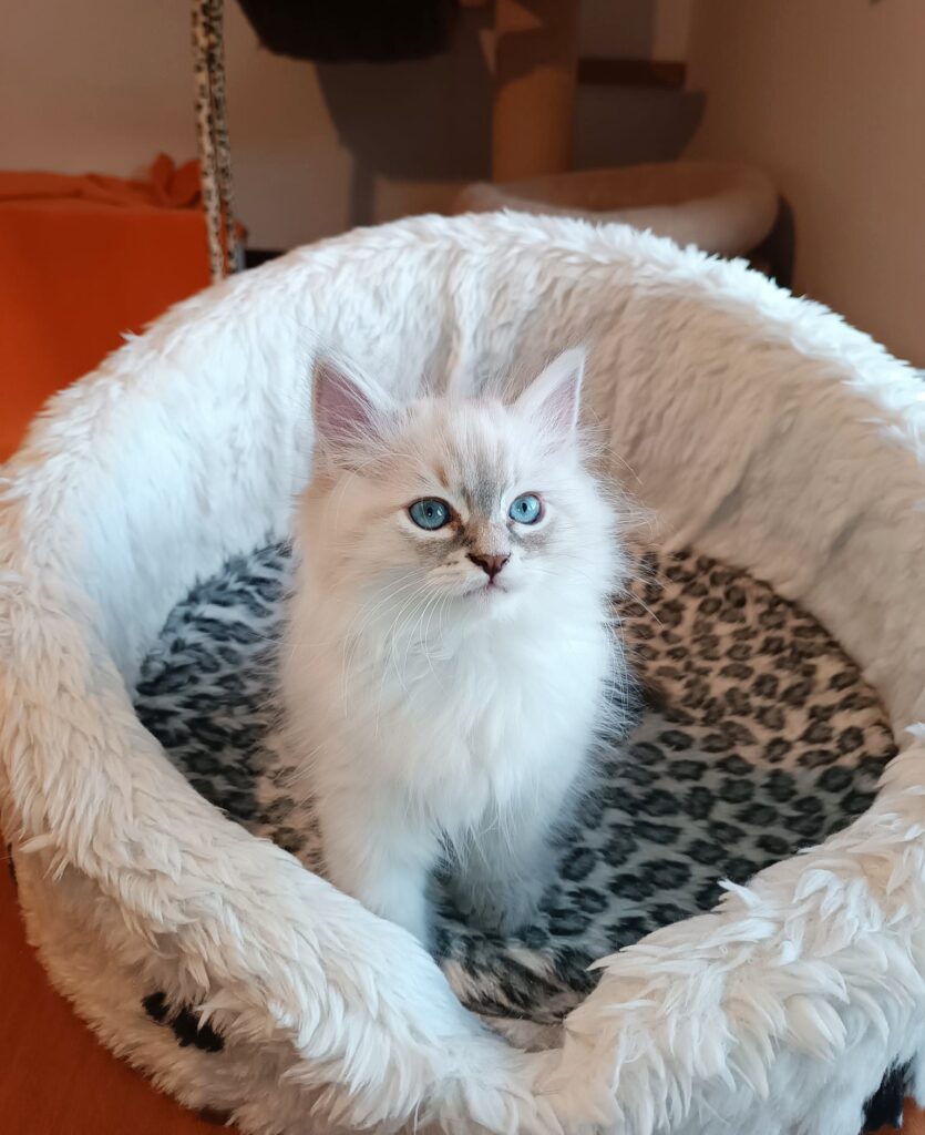 Nemo